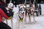 Hundeschlittenrennen im Harz (Foto: Peter Blei)