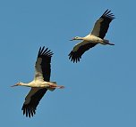 Sanierungsarbeiten am Storchennest in Winderhausen (Foto: Enrico und Nancy Hoffmann)