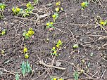 Die ersten Vorboten des Fr&uuml;hlings (Foto: Peter Blei)