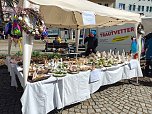 Frühlingsmarkt auf dem Rathausplatz in Nordhausen (Foto: Peter Blei) Frühlingsmarkt auf dem Rathausplatz in Nordhausen (Foto: Peter Blei)