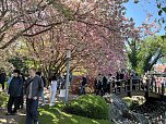 Hanami im Japanischen Garten (Foto: oas)