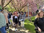 Hanami im Japanischen Garten (Foto: oas)
