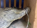 Krokodile und Schlagen in Obhut genommen (Foto: S. Dietzel)
