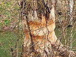 Auf der Suche nach dem Biberdamm (Foto: Peter Blei)