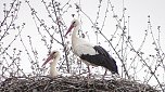 Es sind wieder viele St&ouml;rche in der Goldenen Aue zu Gast (Foto: Ulrich Reinboth)