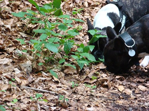 Beutel muss sein (Foto: S. Witzel)