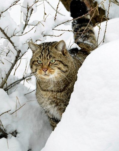 Wildkatze (Foto: B&auml;rbel Bawey)