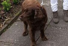 Teddy (Foto: privat)