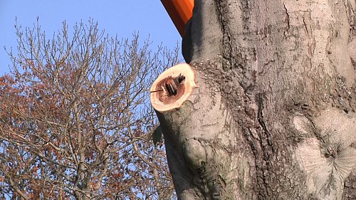 Der Pilz hat sich bis auf mehrere Meter H&ouml;he durch den Baum gefressen (Foto: Angelo Glashagel)