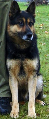 Hektor (Foto: Polizei)