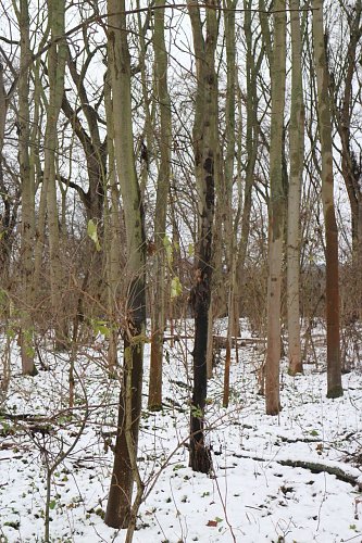 Der Pilz &uuml;berzieht die Rinde mit einem schwarzen Film, Ru&szlig; nicht un&auml;hnlich (Foto: Angelo Glashagel)