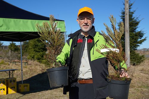 Forstamt-Leiter Gerd Thomsen hatte auch einige wenige Mammutb&auml;ume mitgebracht.  (Foto: ssc)