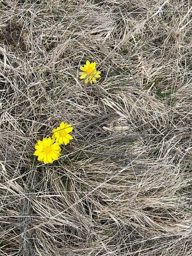 H&uuml;bsche Blumen entdecken die Wanderer entlang der Strecke. (Foto: Andreas Krumpholz)