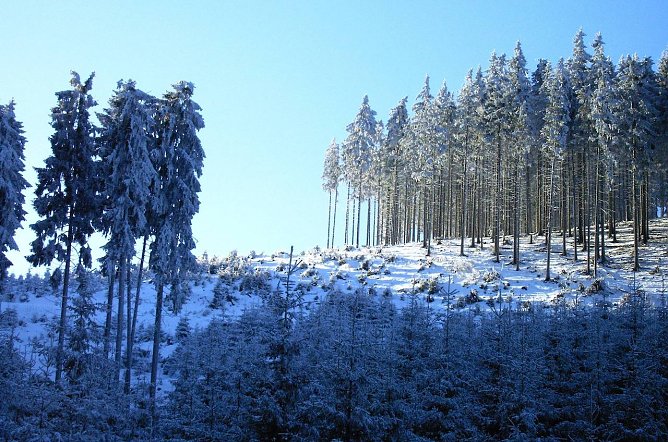 Dem Klimawandel nicht gewachsen und deshalb dringend zum Mischwald umzubauen: Fichtenwirtschaft im Thüringer Wald. Doch ohne die helfende Hand des Waldbesitzers geht es nicht schnell genug   (Foto: Dr. Horst Sproßmann)