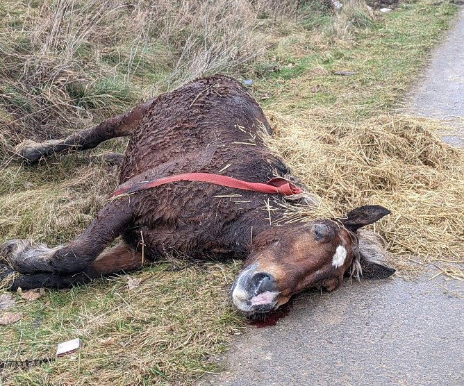 Totes Pferd am Wegesrand (Foto: S. Dietzel)