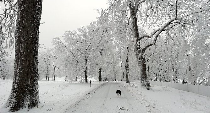 Im Harz liegt Schnee, in Sophienhof herrschen Temperaturen um den Gefrierpunkt bei leichtem Wind (Foto: W.Jörgens)