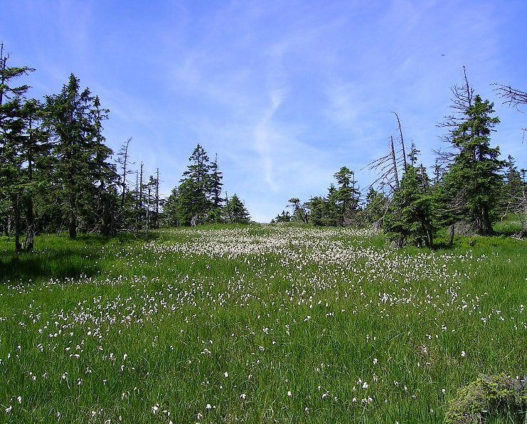  Torfmoos-Wollgras-Gesellschaft (Foto: Gunter Karste)