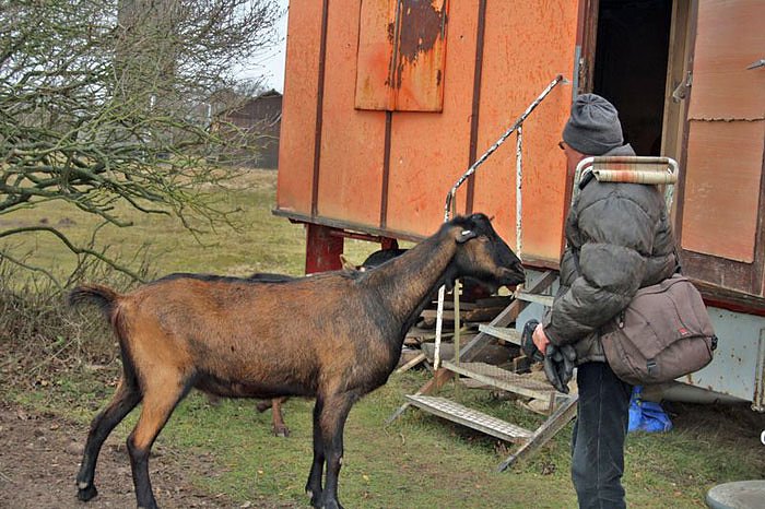 Meckerer auf dem Frauenberg (Foto: Hans-J&uuml;rgen Schmidt)