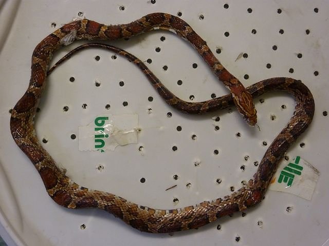 Entsorgt? (Foto: privat)