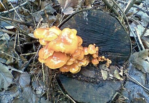 Entdeckt (Foto: Drechsler)