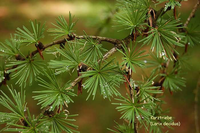 Sch&ouml;nste L&auml;rche suchen! (Foto: Forstamt Oldisleben)