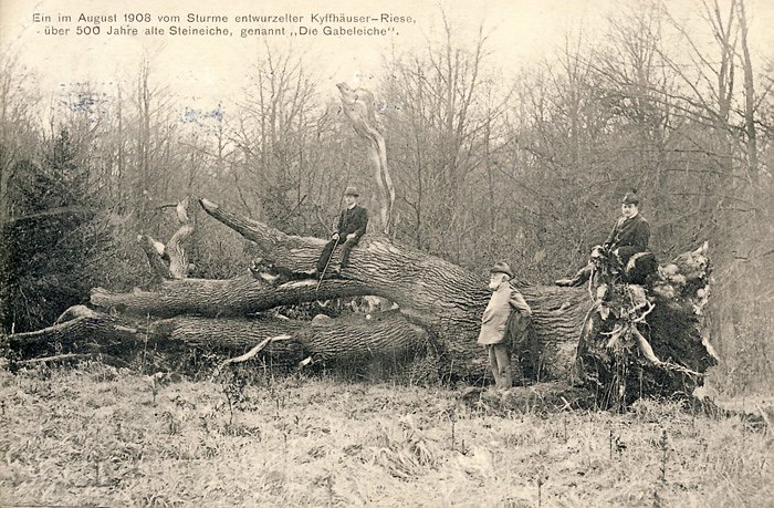 Was B&auml;ume erz&auml;hlen (2. Teil) (Foto: Regionalmuseum Bad Frankenhausen)