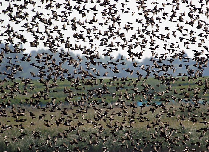 Soweit die Fl&uuml;gel tragen (Foto: Regionalmuseum Bad Frankenhausen)