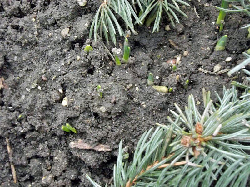 Fr&uuml;hbl&uuml;her kommen schon! (Foto: Thomas Leipold)