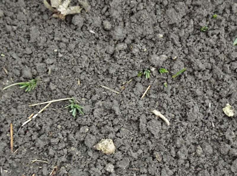 Fr&uuml;hbl&uuml;her kommen schon! (Foto: Thomas Leipold)