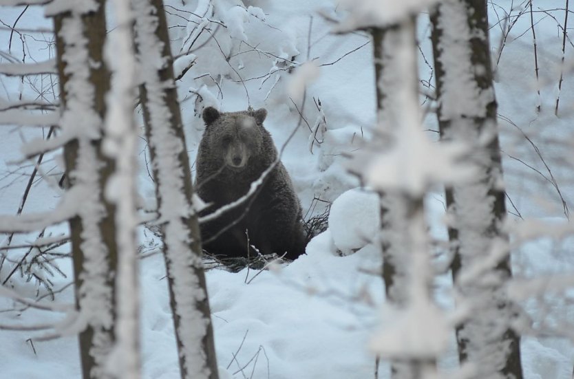 Jurka (Foto: R&uuml;diger Schmiedel)