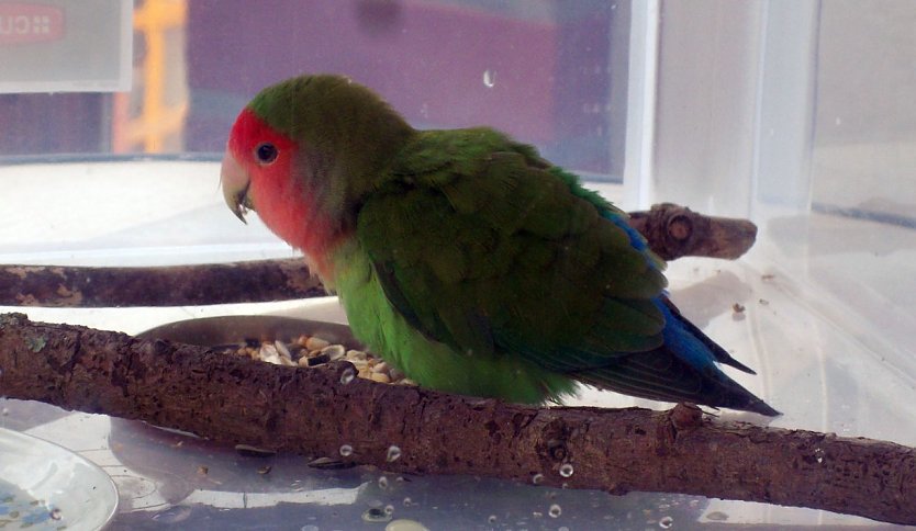 Zugeflogen (Foto: privat)