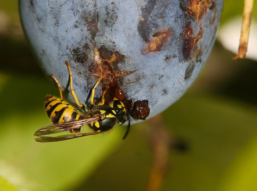 Wespe (Foto: Helge May)