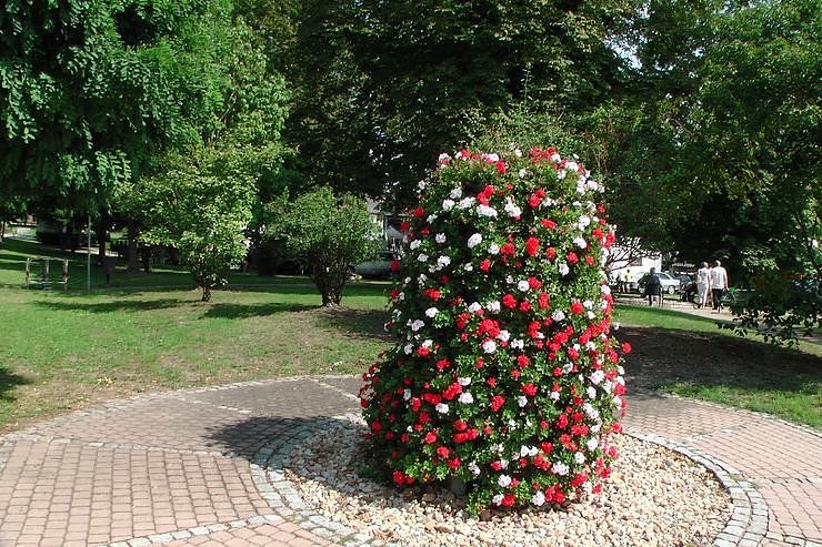 Flucht in den Schatten, (Foto: Karl-Heinz Herrmann)