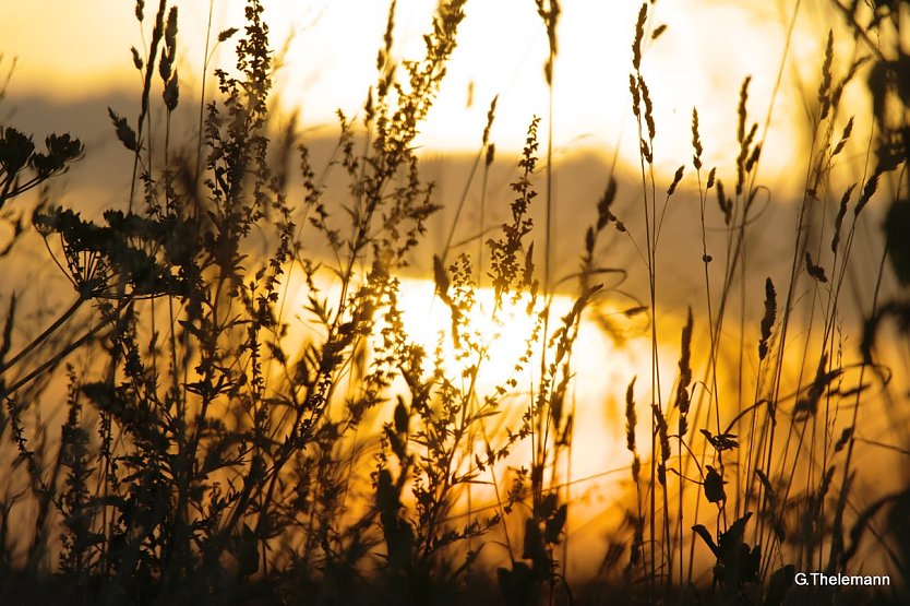 Scheint die Sonne ein wenig am Wochenende? (Foto: G. Thelemann)