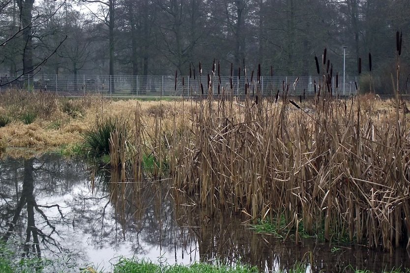 Biotop im Stadtpark (Foto: Kurt Frank)