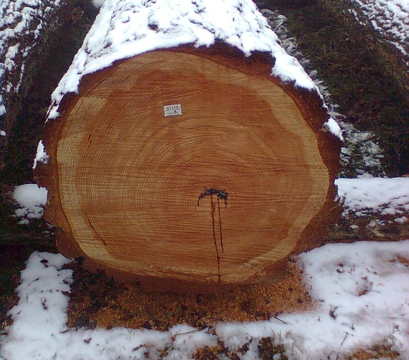 Europ&auml;ische L&auml;rche (Foto: C. Wiegleb)