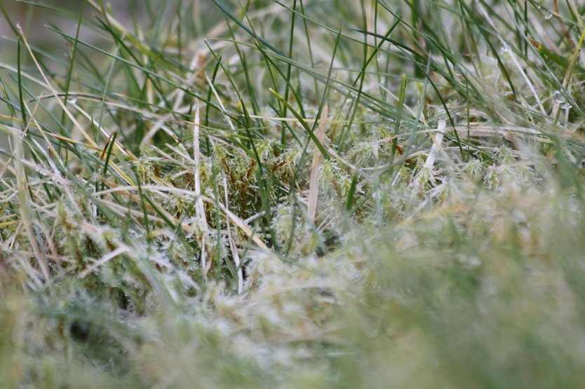 Frost im Gras... (Foto: M. Garke) Frost im Gras... (Foto: M. Garke)