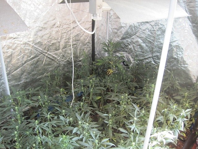 Hanfplantage (Foto: Polizei G&ouml;ttingen)