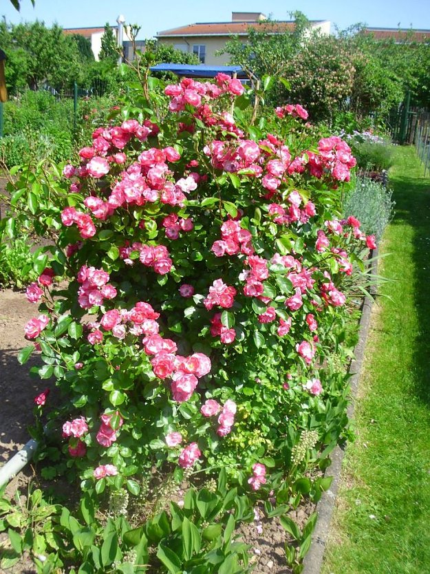 Erste Rosenbl&uuml;te bereits zu Pfingsten (Foto: Thomas Leipold)