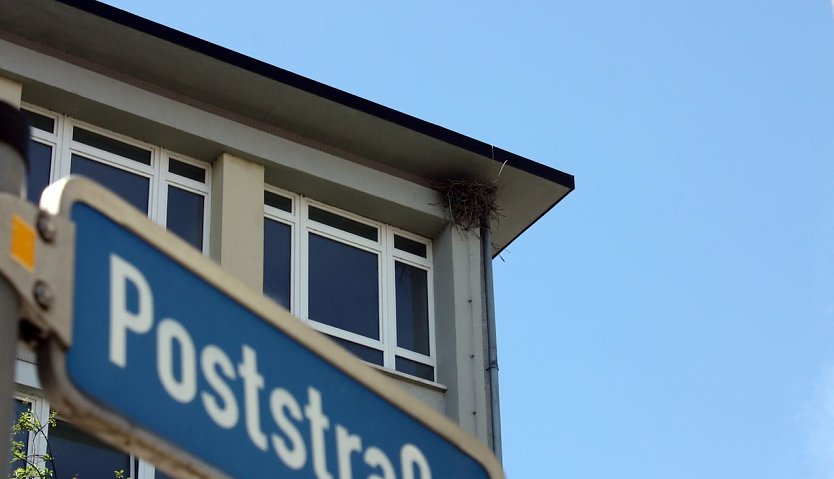 Nest (Foto: privat) Nest (Foto: privat)