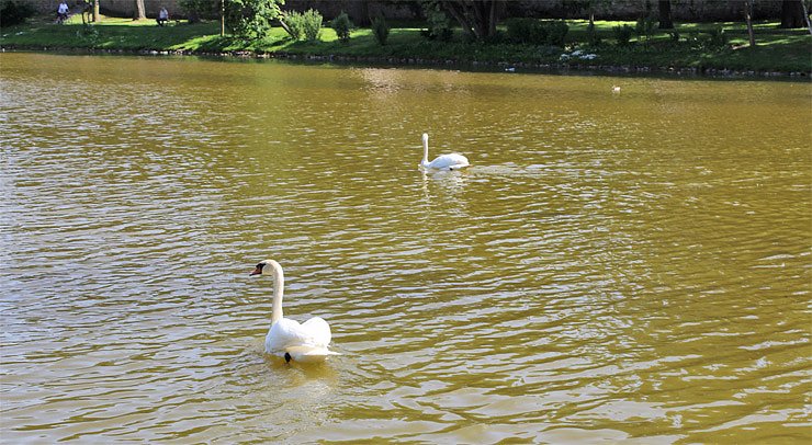 Die Schwäne gehören zu Sondershausen (Foto: Karl-Heinz Herrmann) Die Schwäne gehören zu Sondershausen (Foto: Karl-Heinz Herrmann)