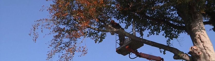 Die Blutbuche in der Promenade ist derart ausgeh&ouml;hlt, das die Standsicherheit nicht mehr gegeben ist (Foto: Angelo Glashagel)