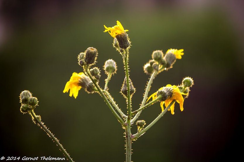 Wetter-Bild (Foto: Gernot Thelemann)