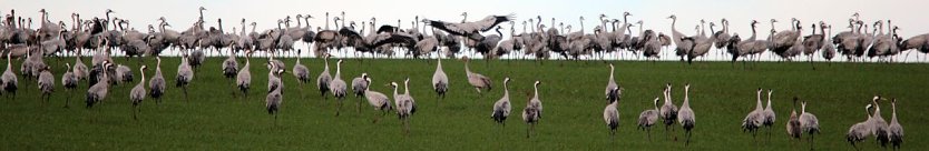 Über 30000 Kraniche registrierten die Vogelkundler.  (Foto: Manfred Hagemann)