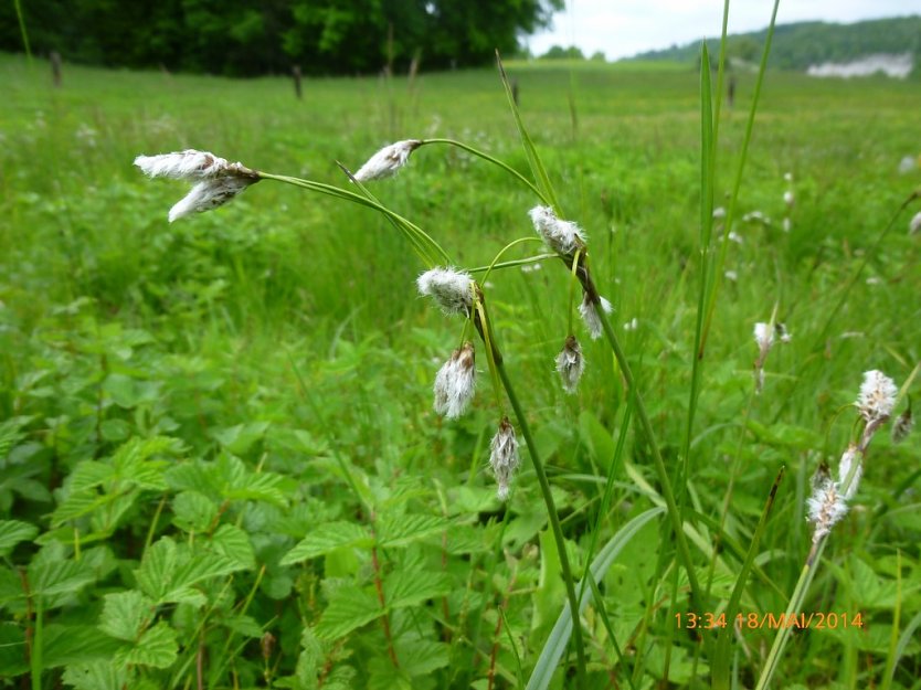 Das in Thüringen gefährdete Schmalblättrige Wollgras (Eriophorum angustifolium) war seit mehr als 20 Jahren in der Rüdigsdorfer Schweiz nicht mehr nachgewiesen worden. (Foto: Bodo Schwarzberg)