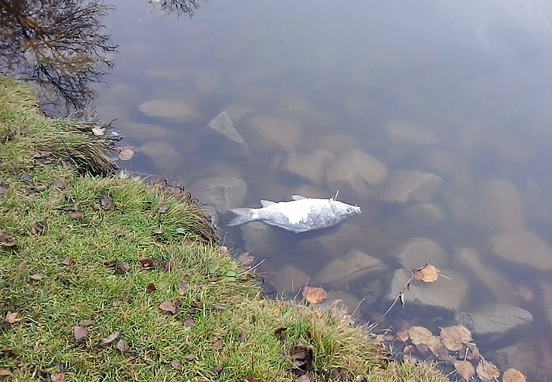 Fischsterben geht weiter! (Foto: Privat)