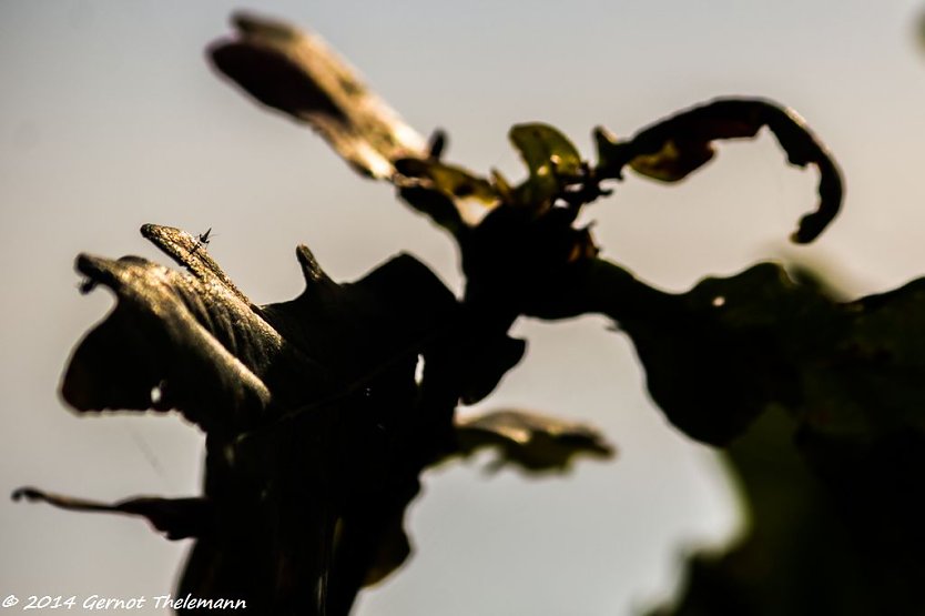 Wetter-Bild (Foto: Gernot Thelemann)