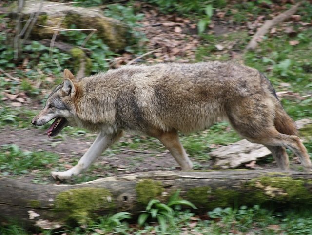 Wolf (Foto: Arne Willenberg)