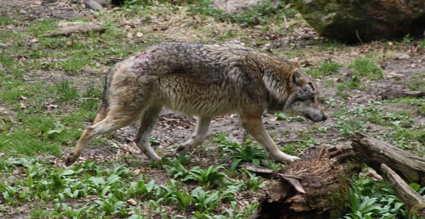 Wolf (Foto: Arne Willenberg)