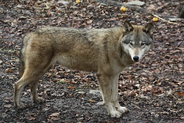 Wolf (Foto: Arne Willenberg)